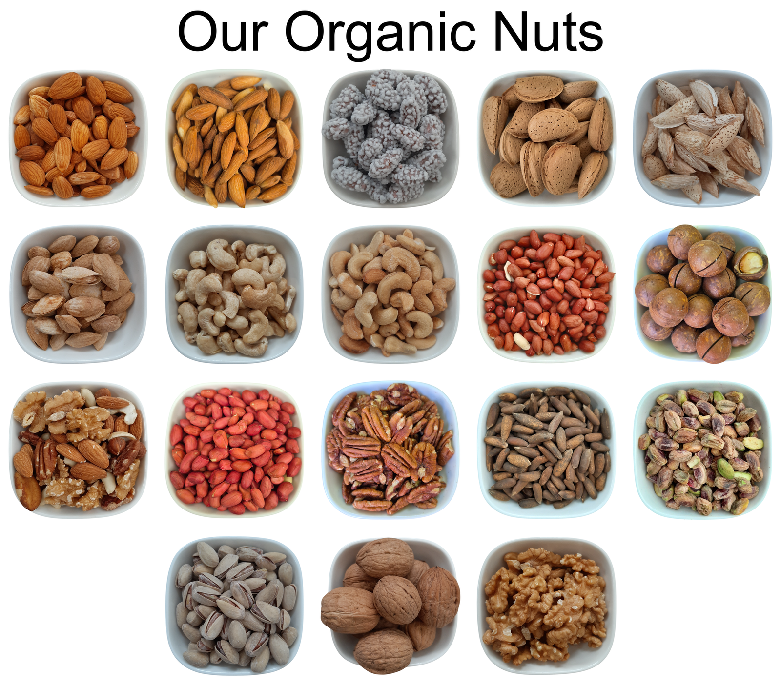 Premium Dried Oleaster (Silverberries) – Natural Organic Premium-quality + Free sample!