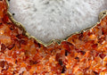 10" Diameter Large Orange Crystal White Agate Wall Clock